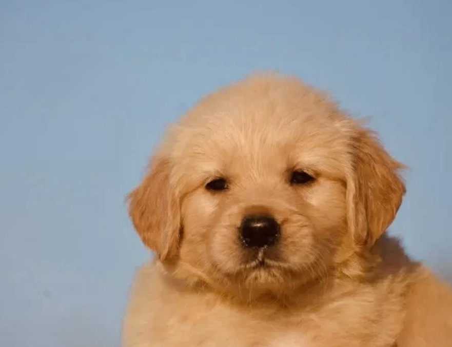 8-Week-Old Male Golden Retriever Puppy for Sale Austin, TX