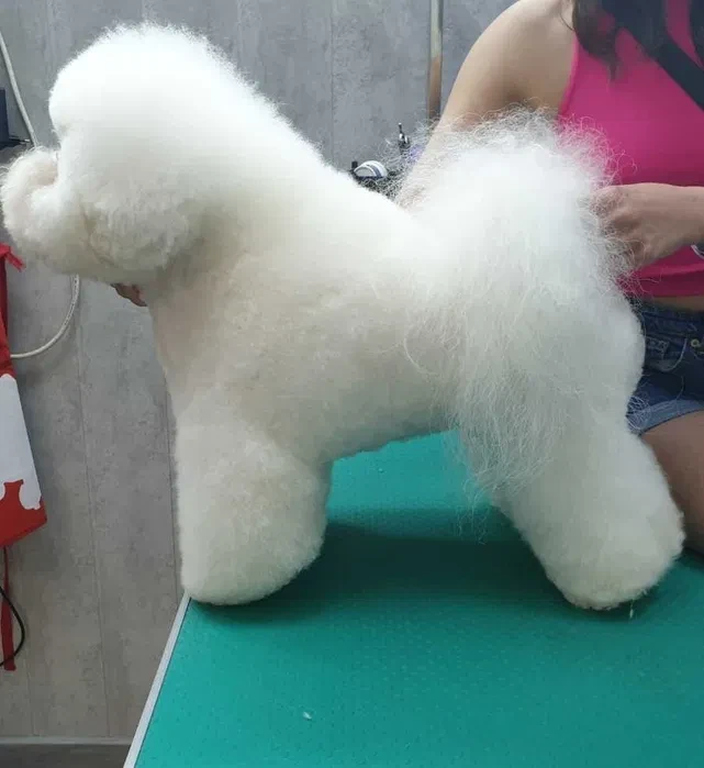 Adorable Bichon Frise Puppies for Sale!