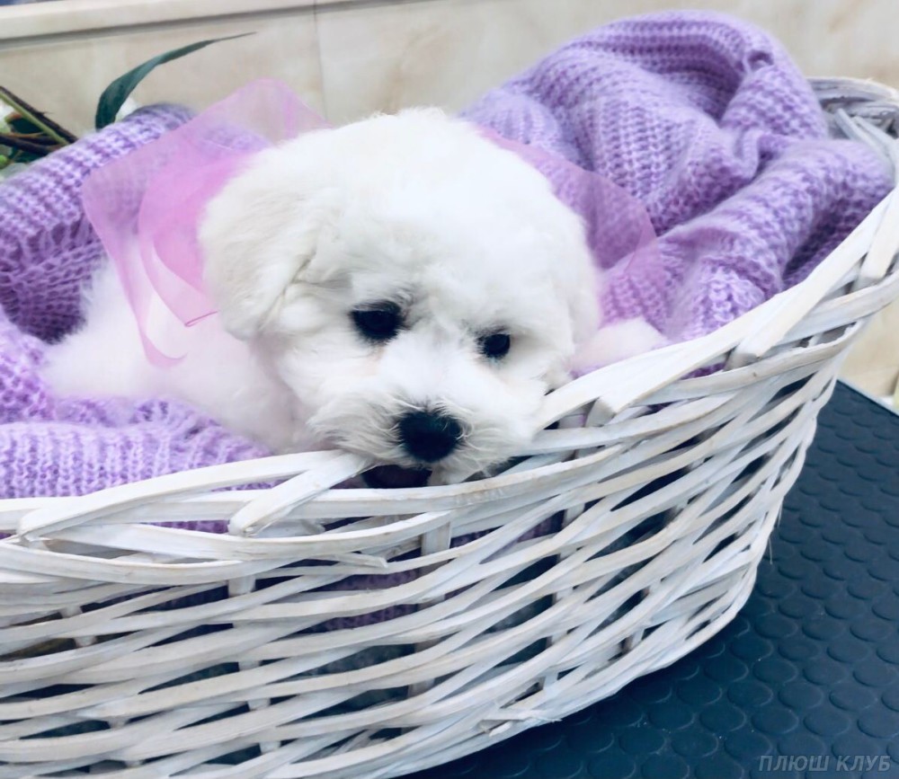 Adorable Bichon Frise Puppies for Sale!