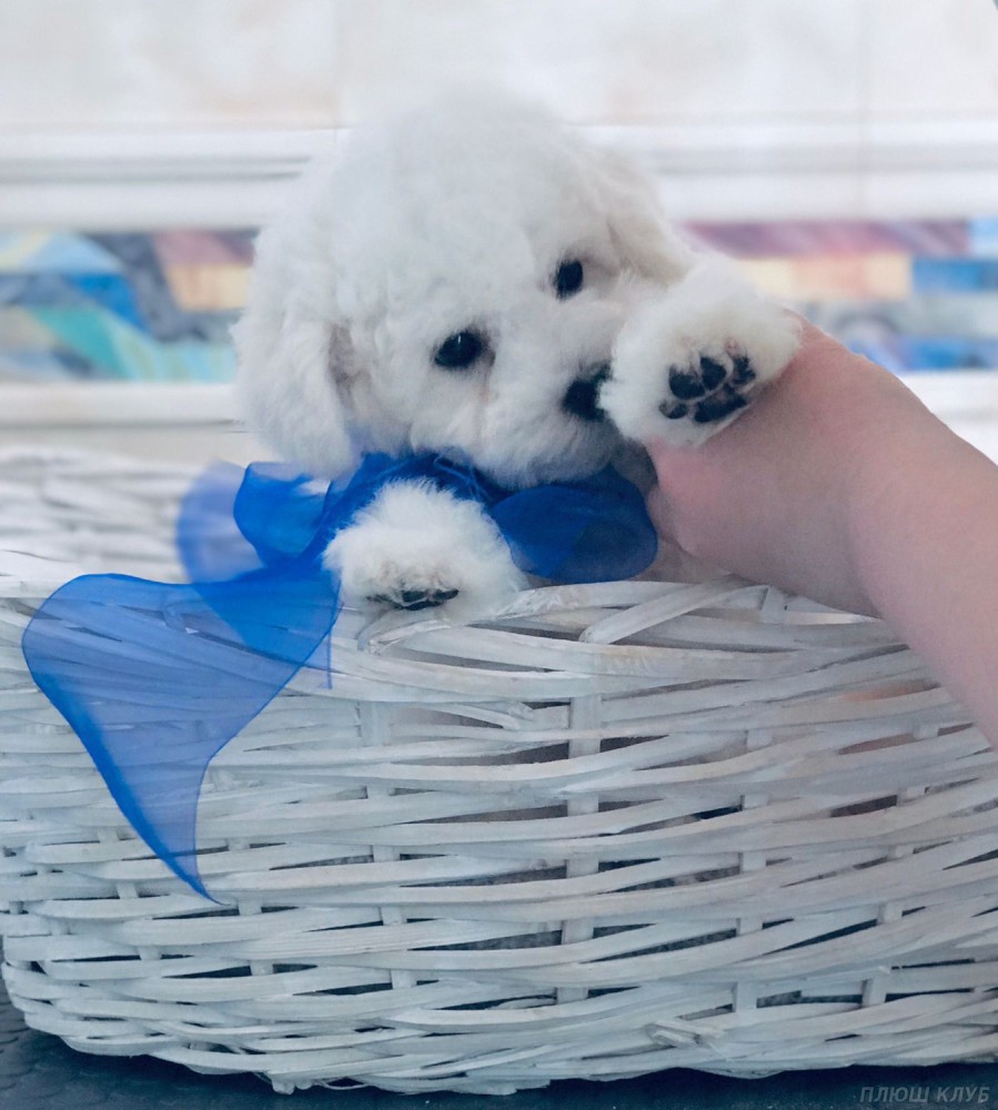 Adorable Bichon Frise Puppies for Sale!