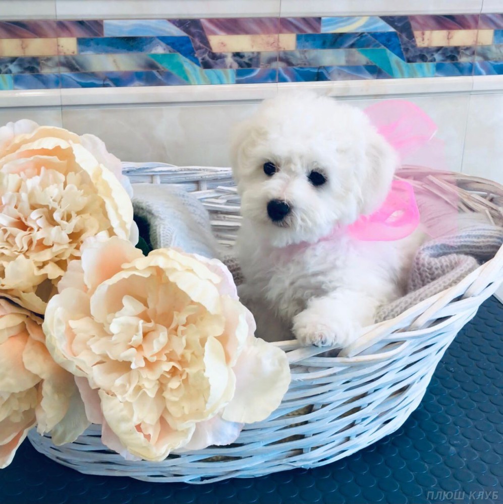 Adorable Bichon Frise Puppies for Sale!