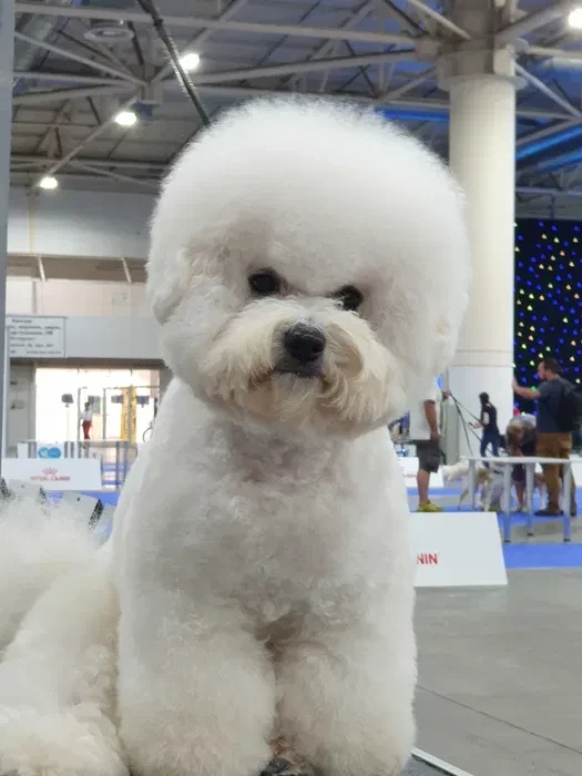 Adorable Bichon Frise Puppies for Sale!