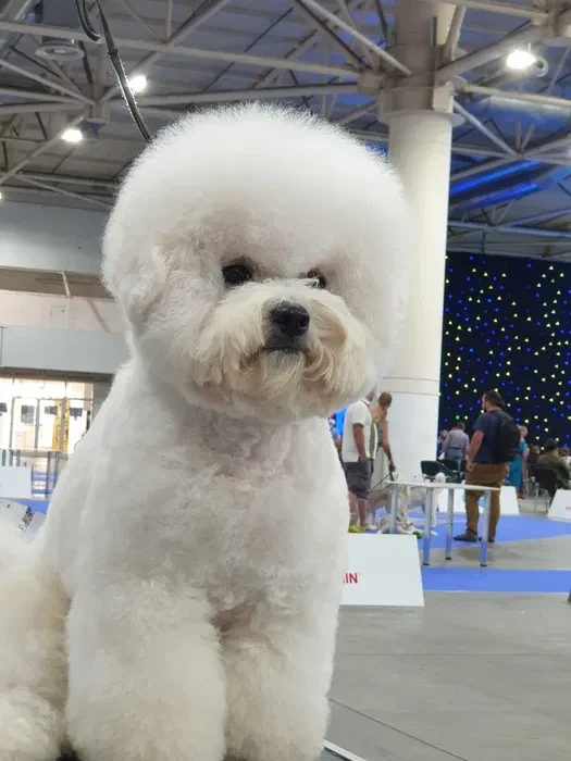 Adorable Bichon Frise Puppies for Sale!
