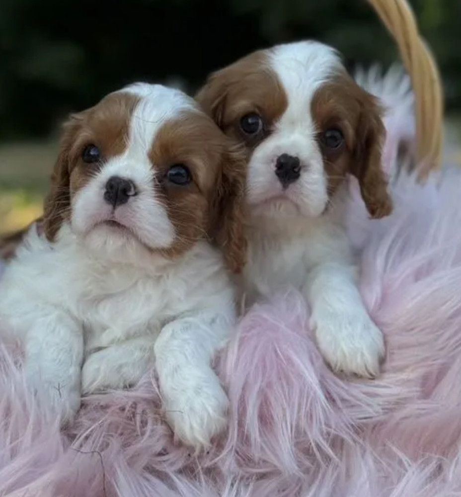 Cavalier King Charles Spaniel Boy and Girl Looking for a Home in Colorado (CO)