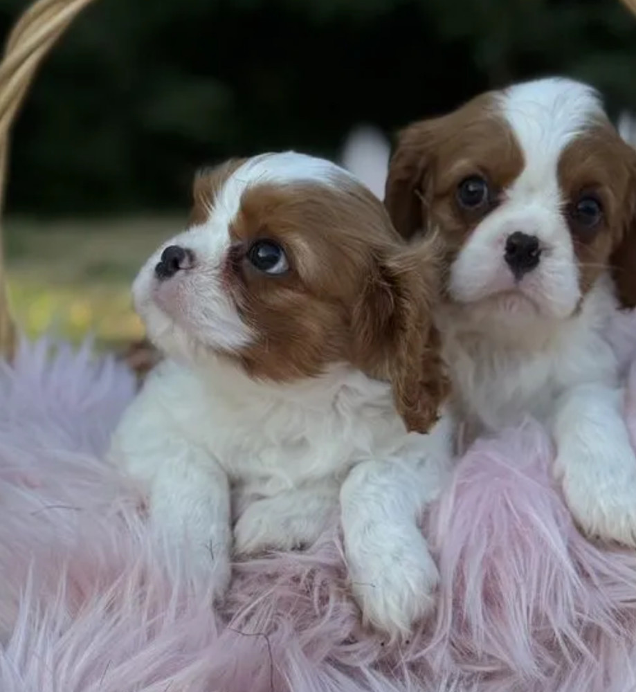 Cavalier King Charles Spaniel Boy and Girl Looking for a Home in Colorado (CO)