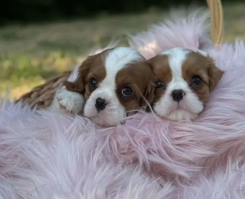 Cavalier King Charles Spaniel Boy and Girl Looking for a Home in Colorado (CO)