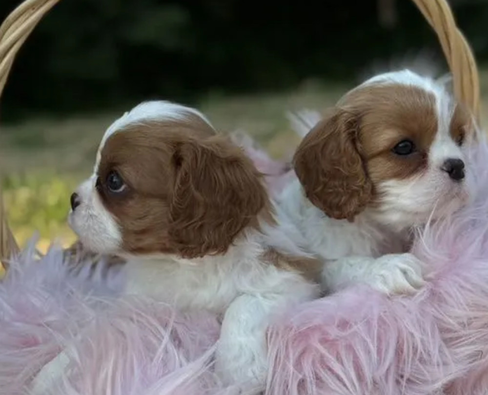Cavalier King Charles Spaniel Boy and Girl Looking for a Home in Colorado (CO)