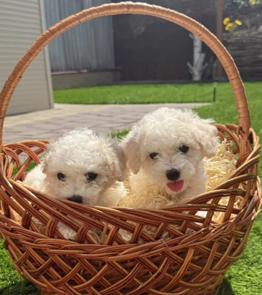 Bichon Frise Puppies for Sale in New York (NY)