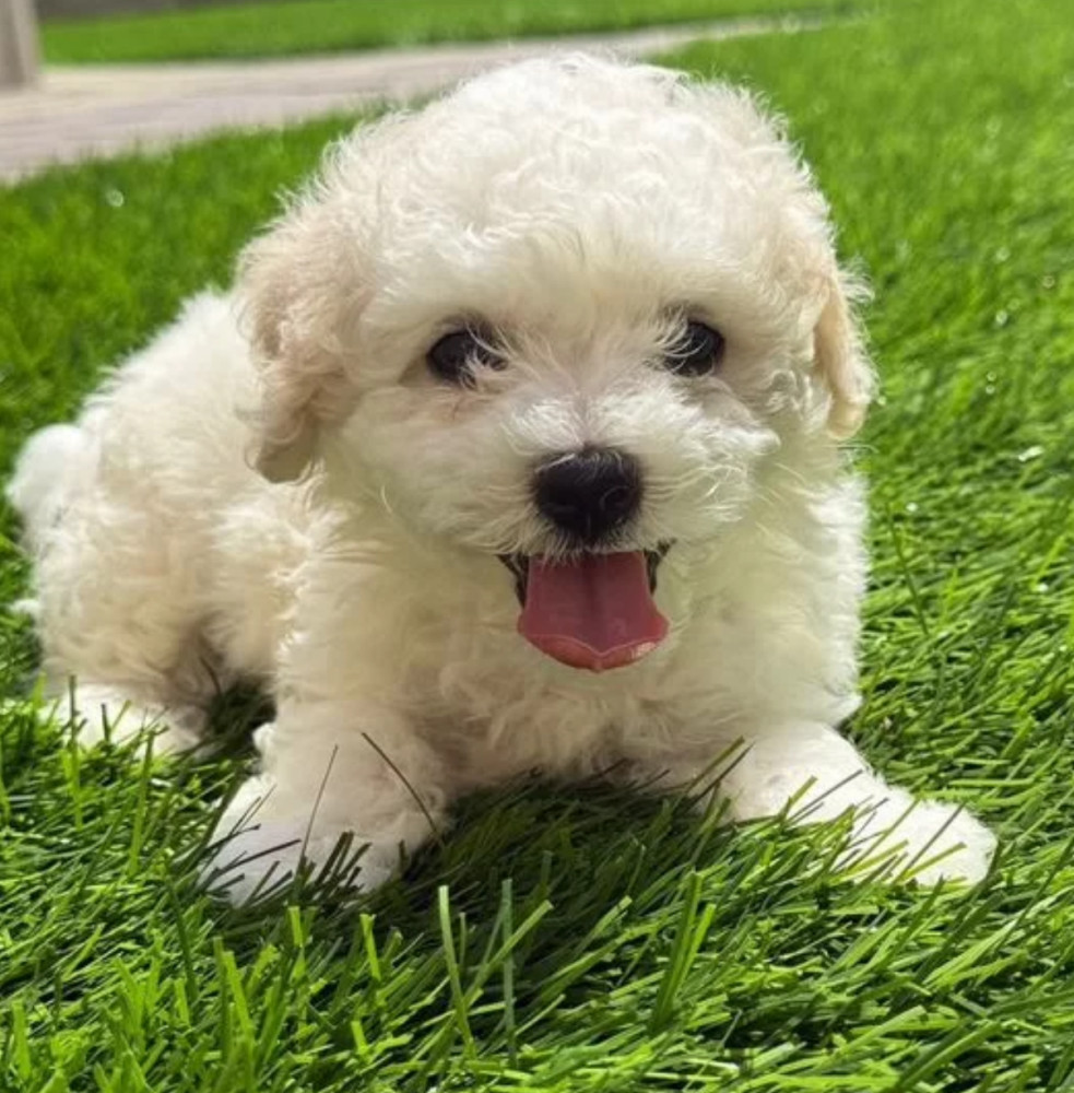Bichon Frise Puppies for Sale in New York (NY)