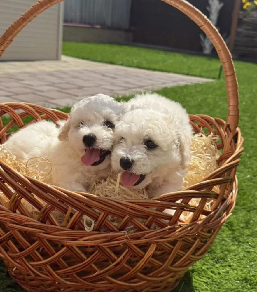 Bichon Frise Puppies for Sale in New York (NY)