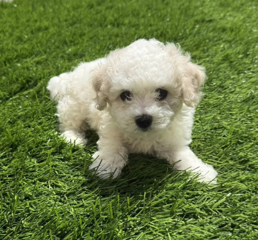Bichon Frise Puppies for Sale in New York (NY)