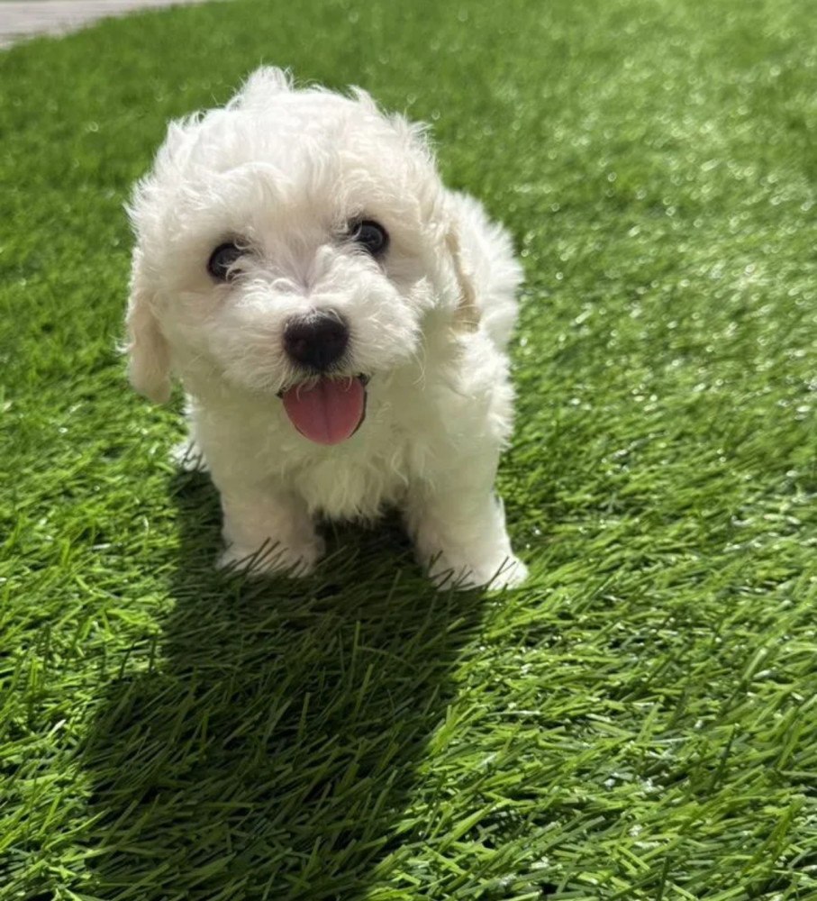 Bichon Frise Puppies for Sale in New York (NY)