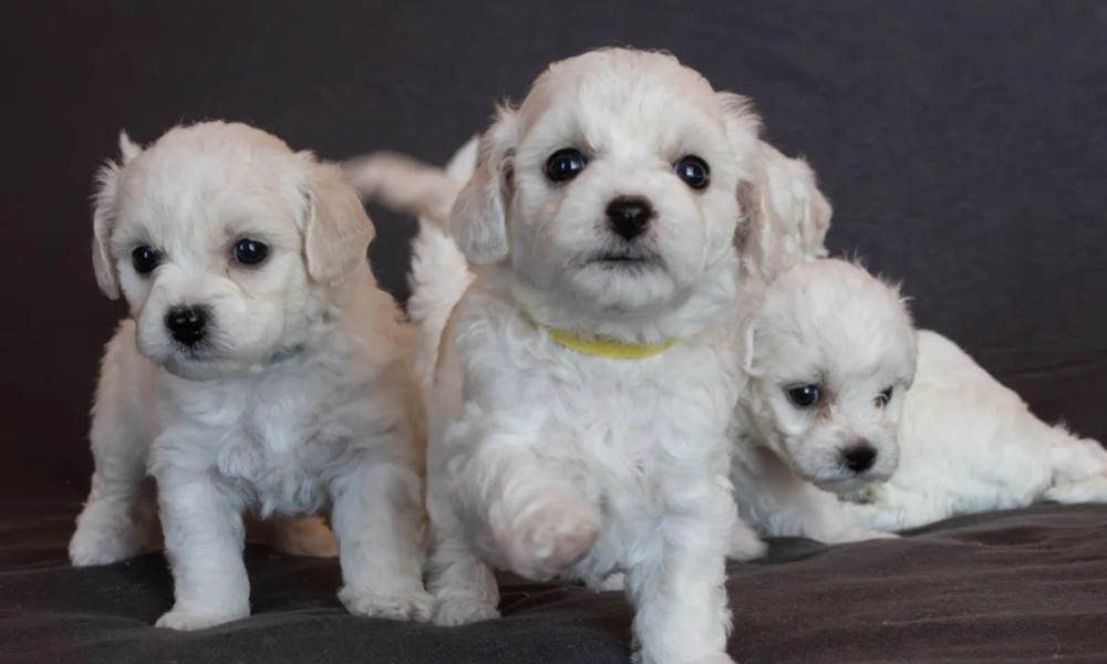 Bichon Frise Puppies Males & Females in San Jose, California (CA)