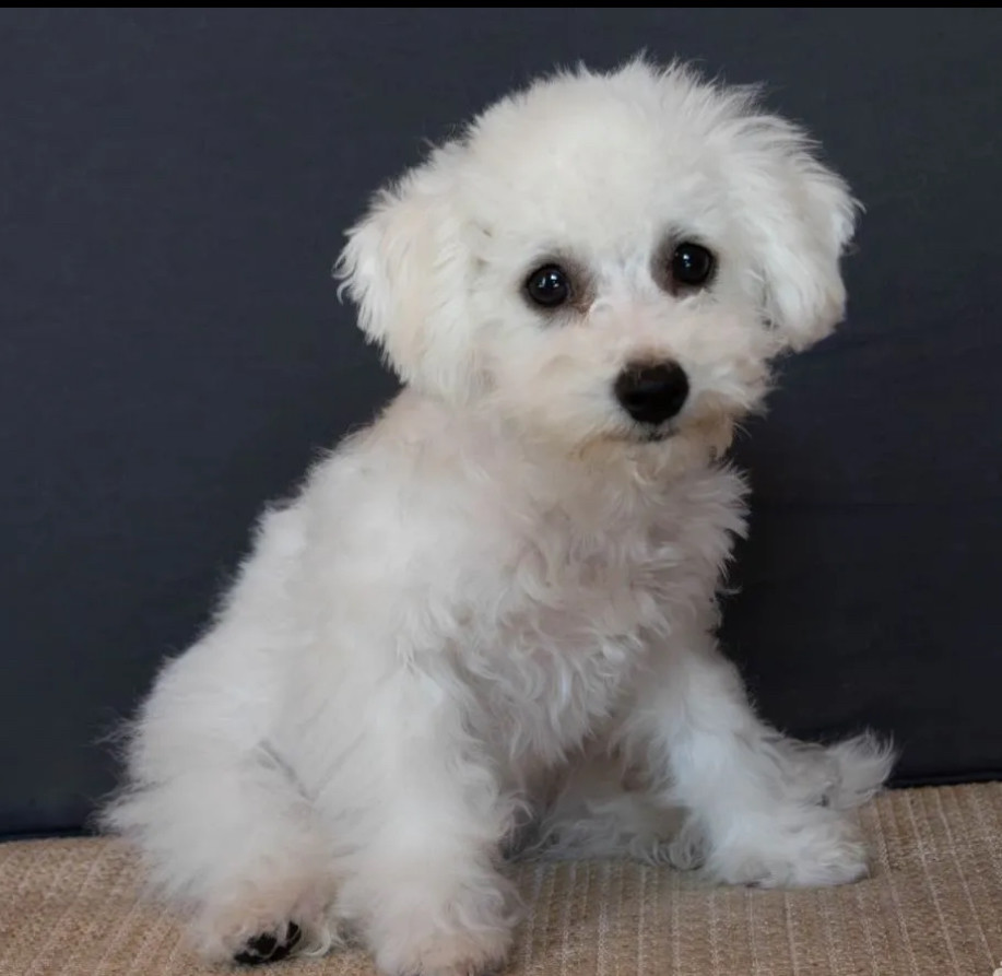 Bichon Frise Puppies Males & Females in San Jose, California (CA)