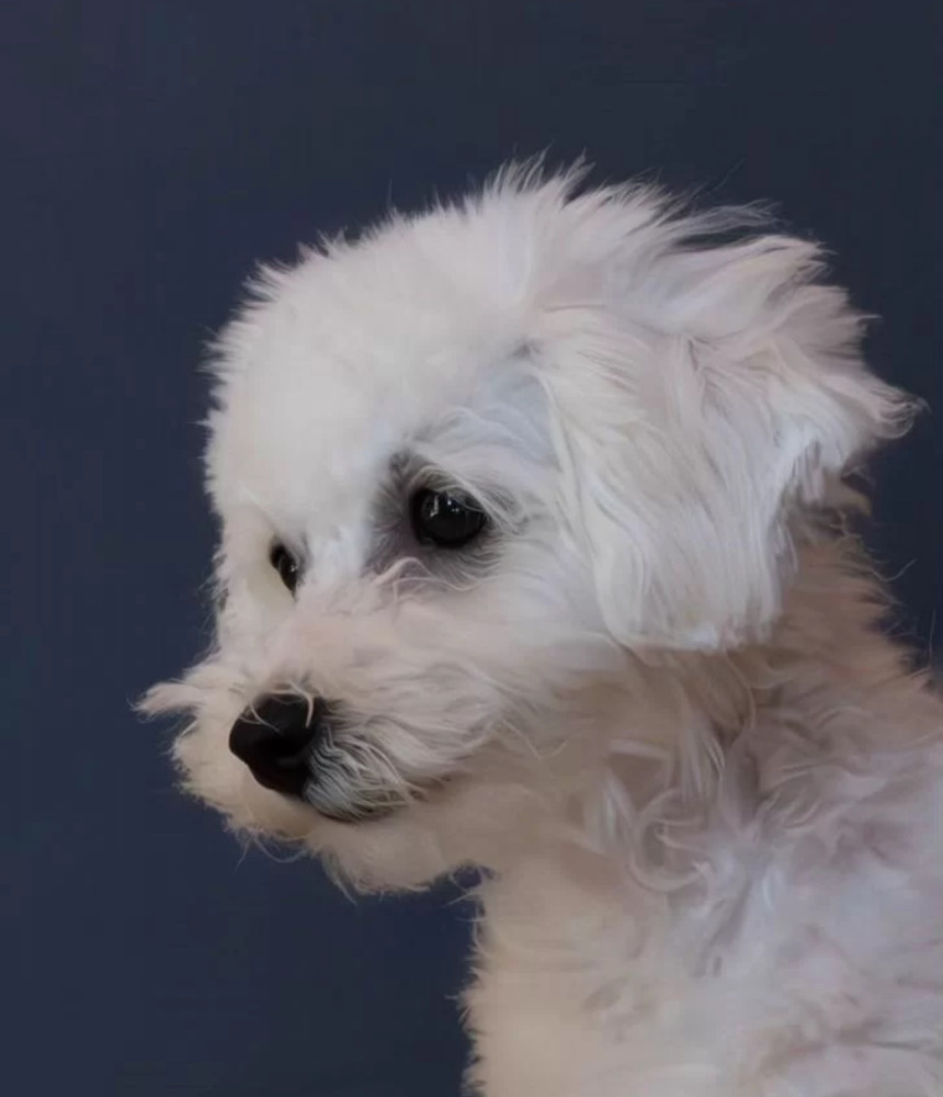Bichon Frise Puppies Males & Females in San Jose, California (CA)