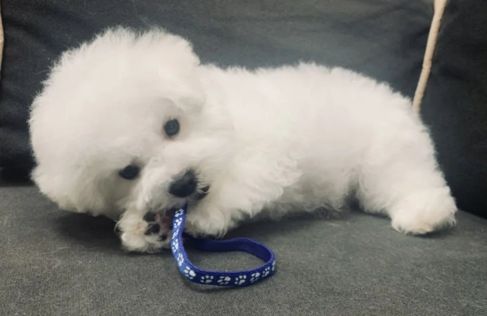 Adorable Bichon Frise Girl Looking for a Home in Manhattan, New York (NY)