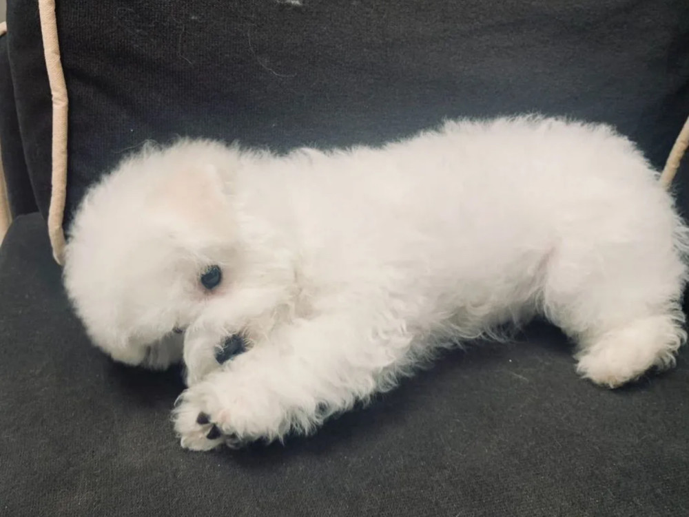 Adorable Bichon Frise Girl Looking for a Home in Manhattan, New York (NY)