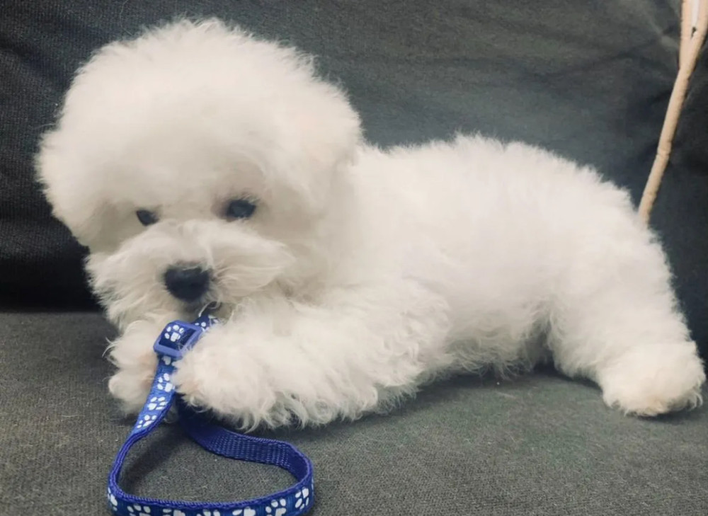 Adorable Bichon Frise Girl Looking for a Home in Manhattan, New York (NY)