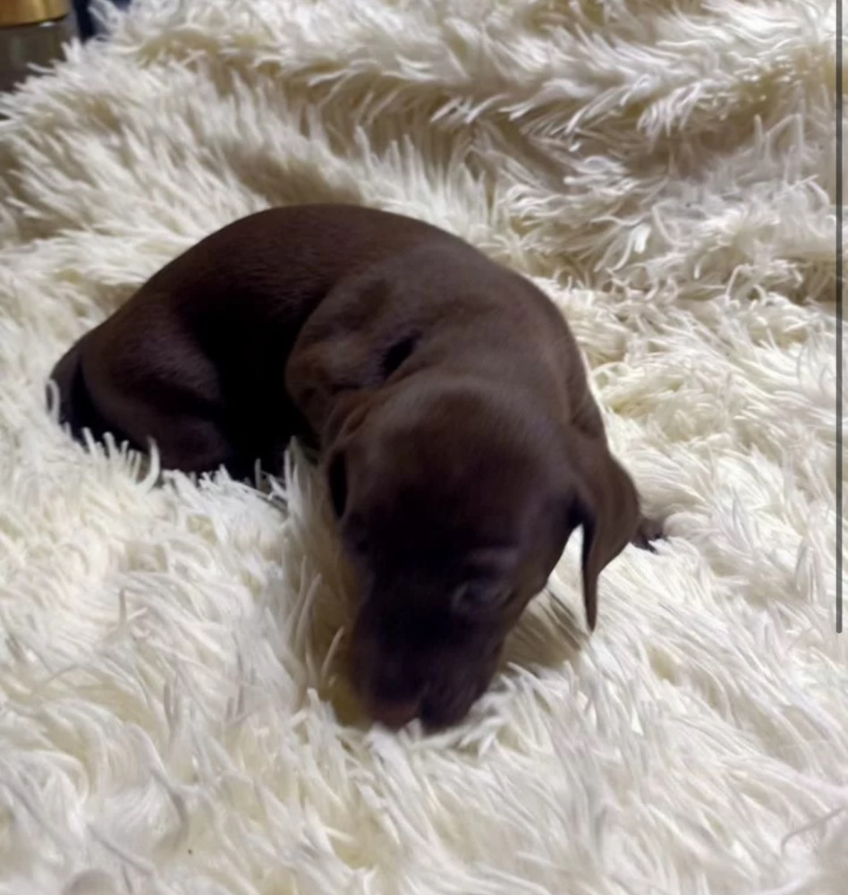 Short-Haired Dachshund Puppy Looking for a Home in Seattle, Washington (WA)
