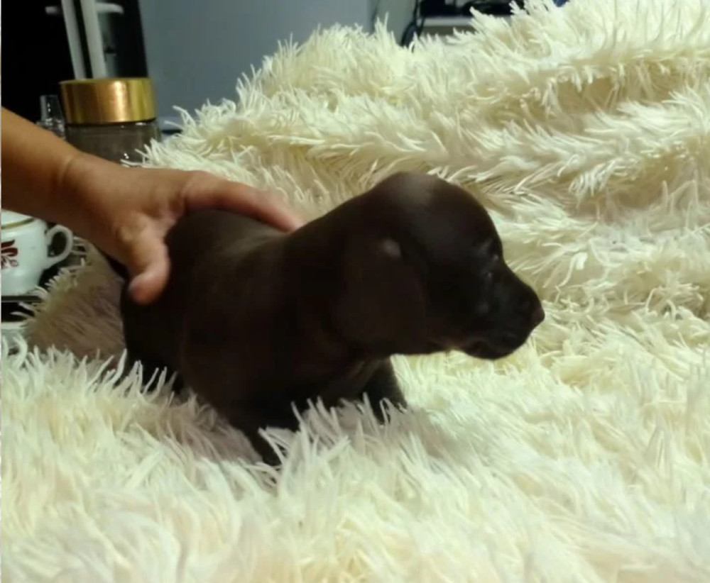 Short-Haired Dachshund Puppy Looking for a Home in Seattle, Washington (WA)