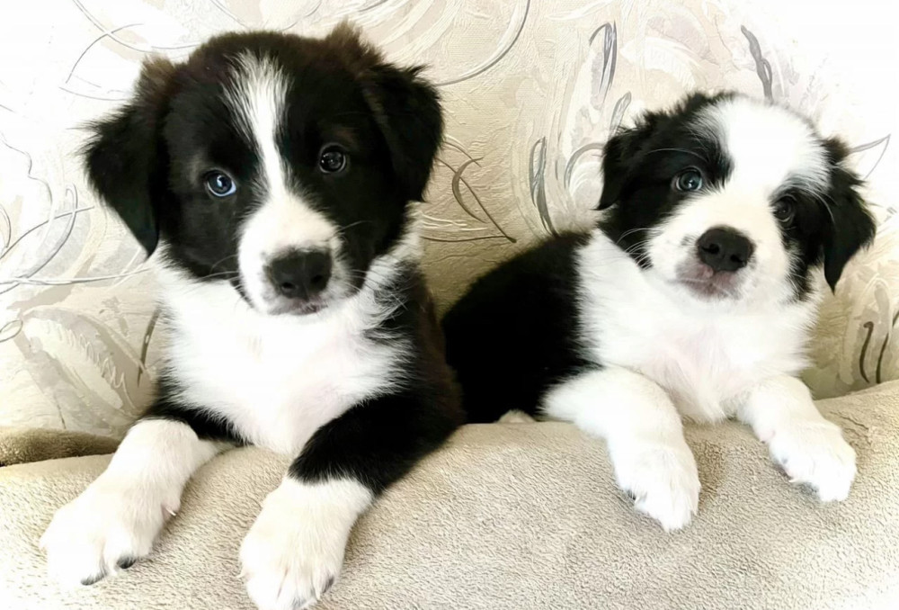 Collie Puppies for Sale in Texas (TX)