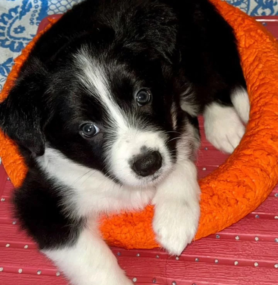 Collie Puppies for Sale in Texas (TX)