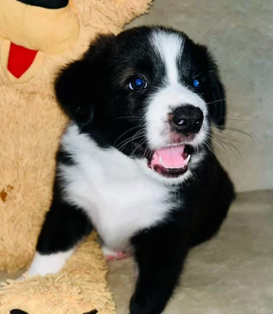 Collie Puppies for Sale in Texas (TX)