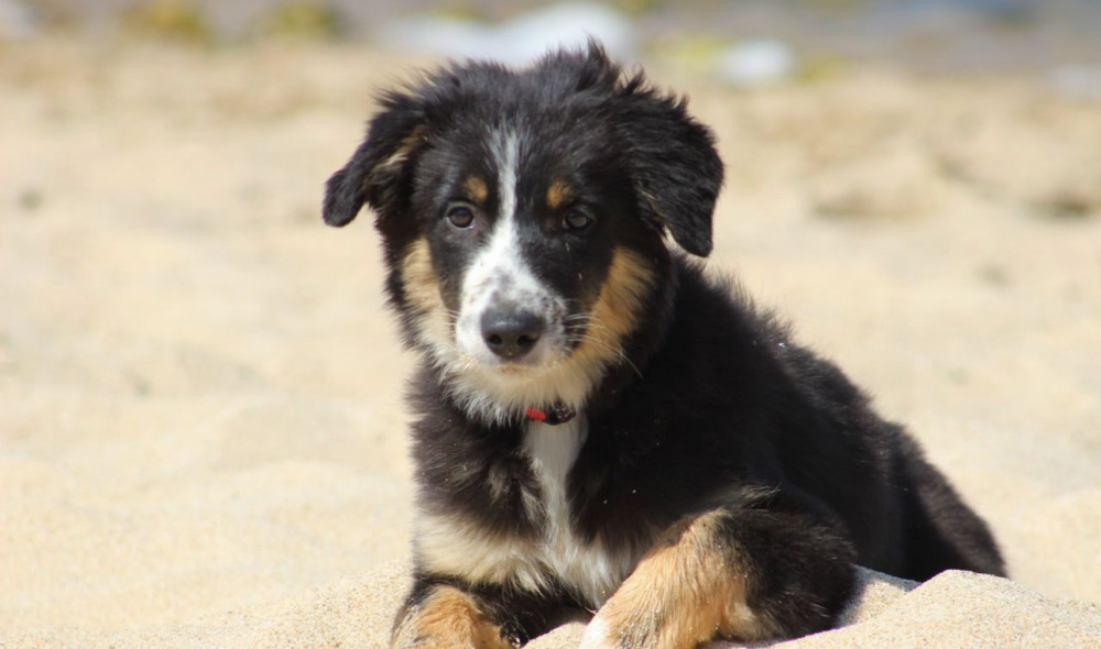 Two Border Collie Puppies for Sale in Houston, Texas (TX)