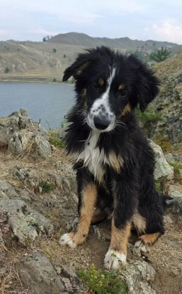 Two Border Collie Puppies for Sale in Houston, Texas (TX)