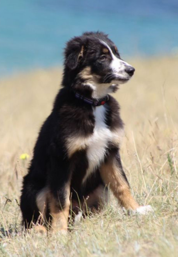 Two Border Collie Puppies for Sale in Houston, Texas (TX)