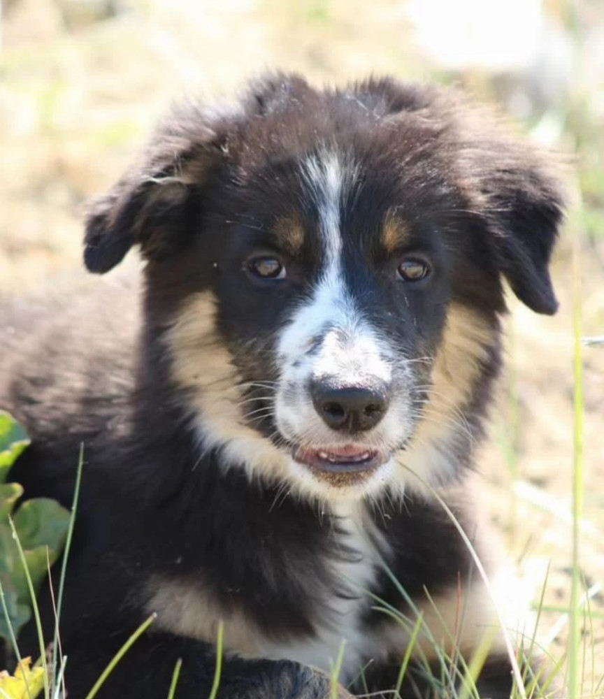 Two Border Collie Puppies for Sale in Houston, Texas (TX)