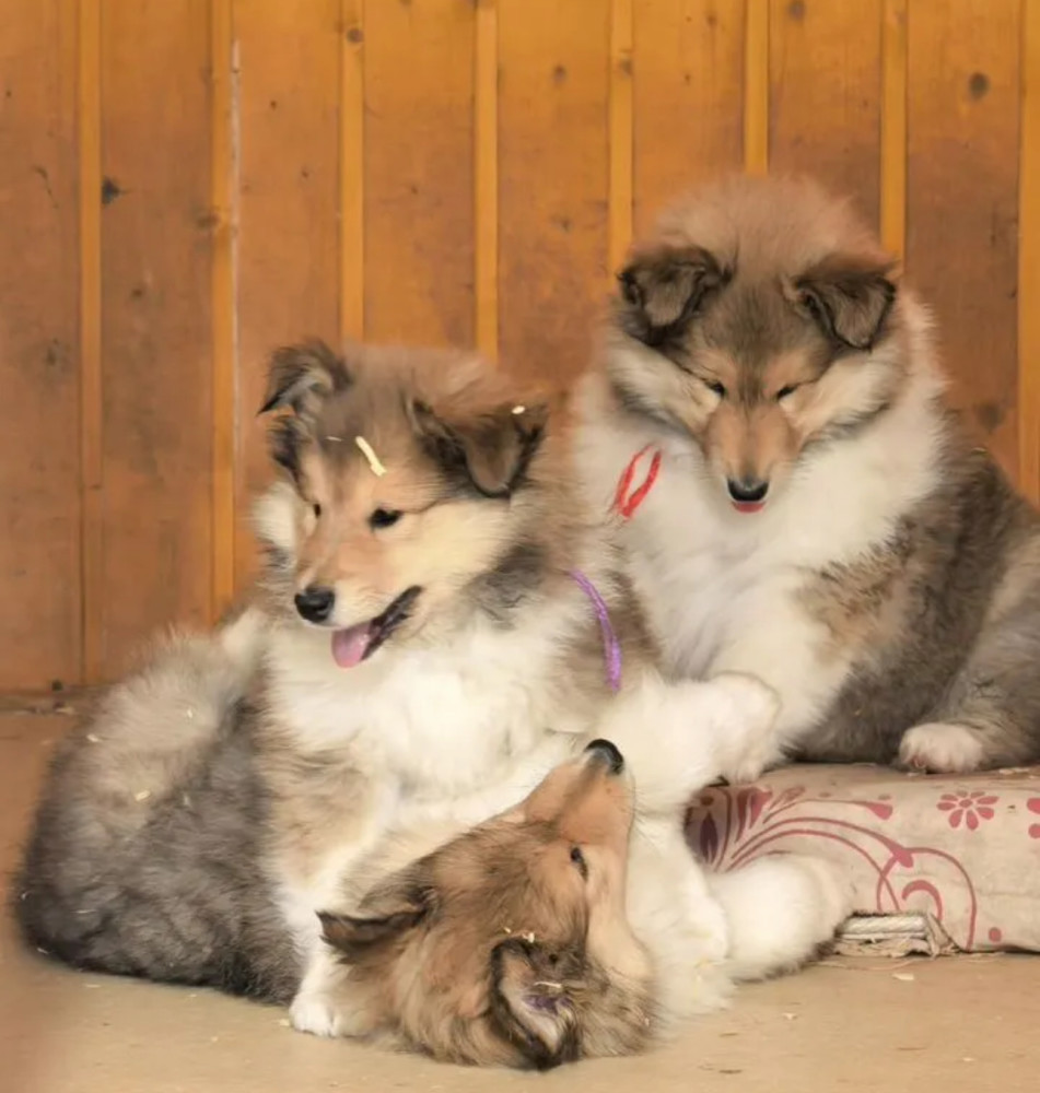 Collie PuppiesBoys and GirlsLooking for a Home in the Bronx, New York (NY)