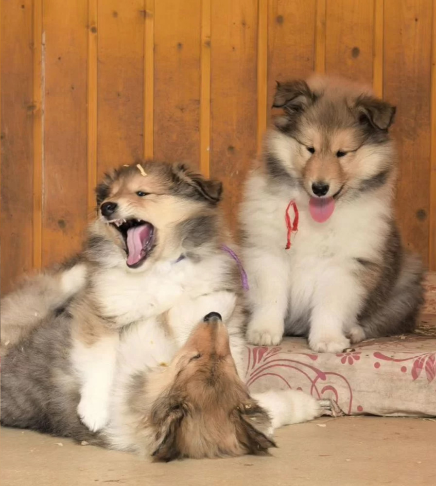 Collie PuppiesBoys and GirlsLooking for a Home in the Bronx, New York (NY)