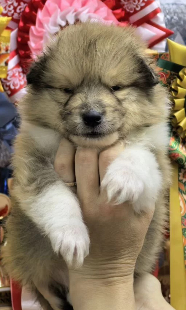 Collie PuppiesBoys and GirlsLooking for a Home in the Bronx, New York (NY)