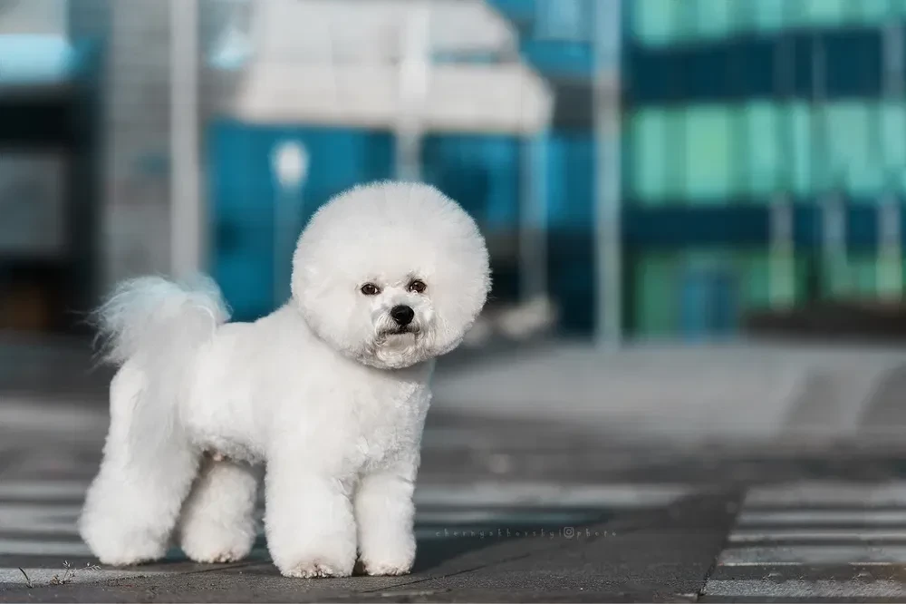 Male Bichon Frise Puppy for Sale - 4 Months Old!
