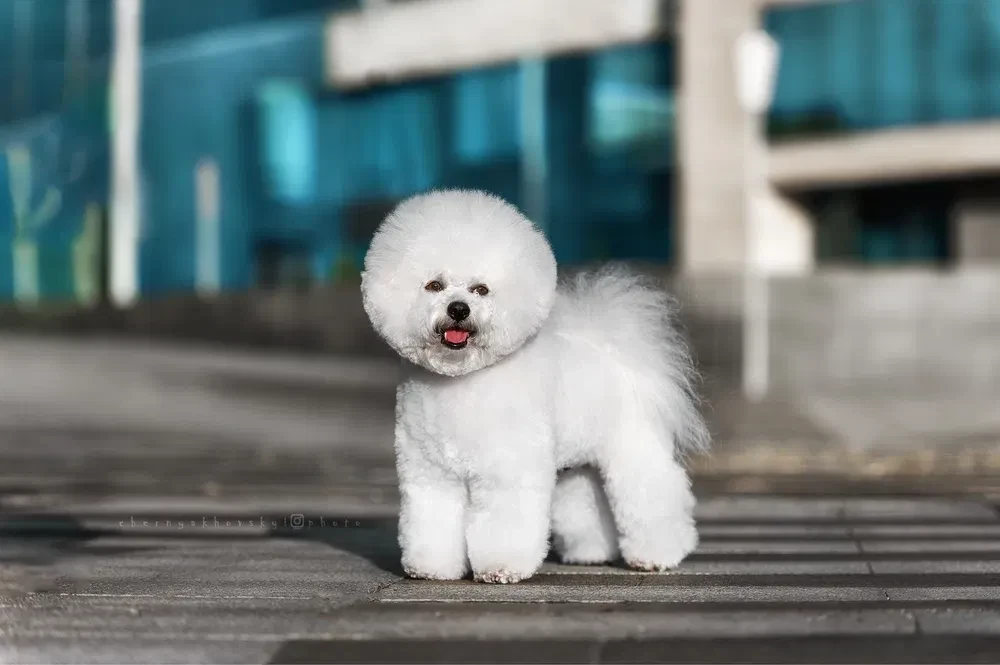 Male Bichon Frise Puppy for Sale - 4 Months Old!