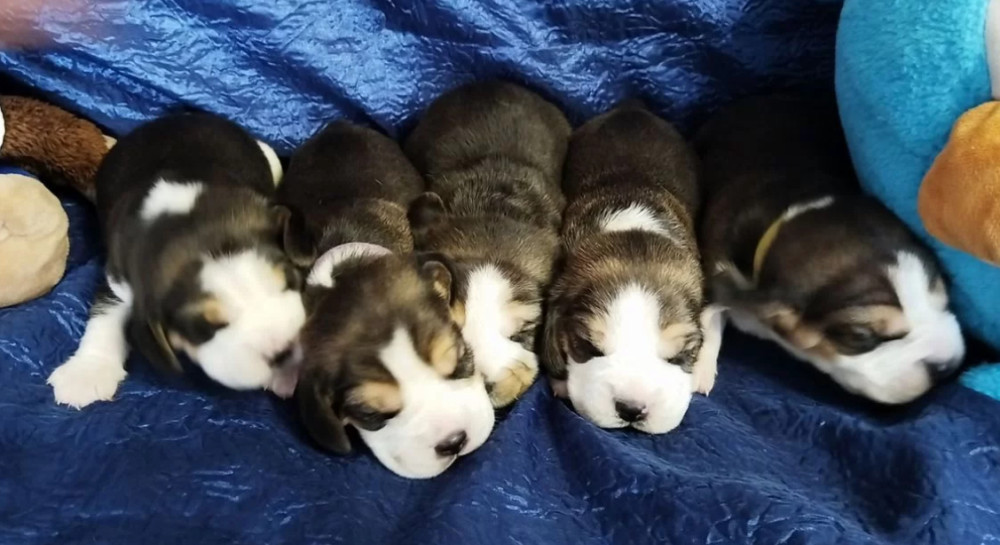 Beagle Puppies for Sale in Illinois (IL)