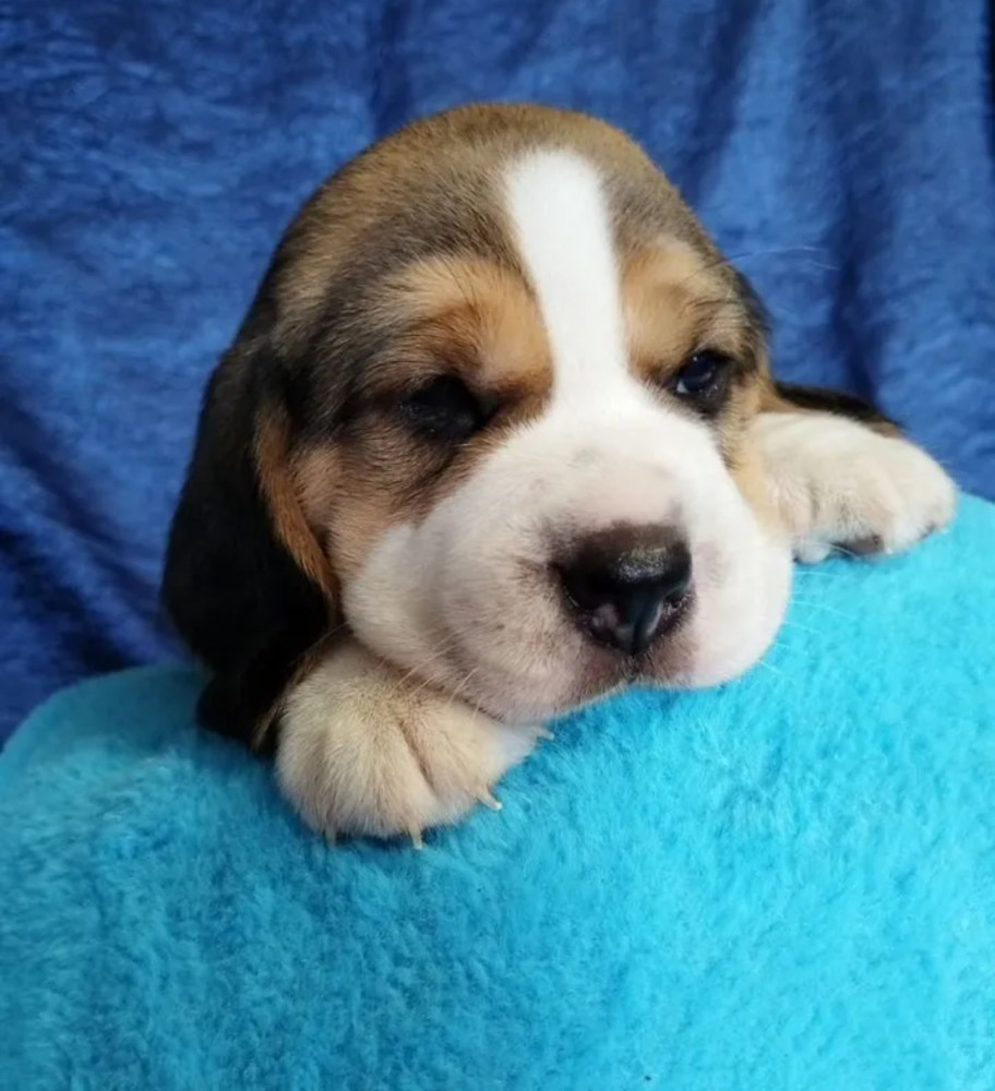 Beagle Puppies for Sale in Illinois (IL)