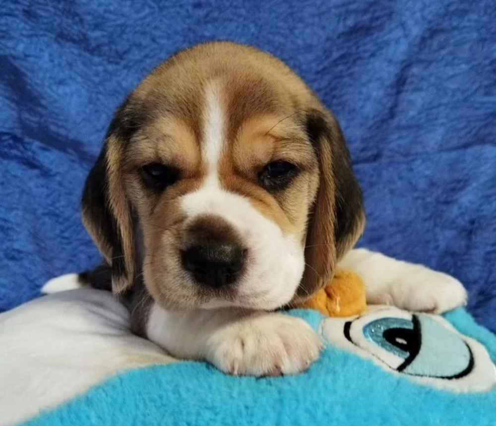 Beagle Puppies for Sale in Illinois (IL)