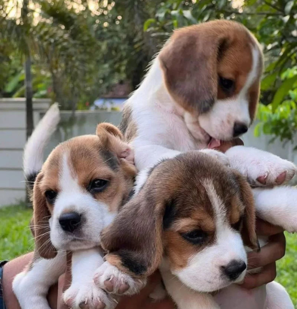 Beagle Boy and Girl for Sale in Lawrence, Kansas (KS)