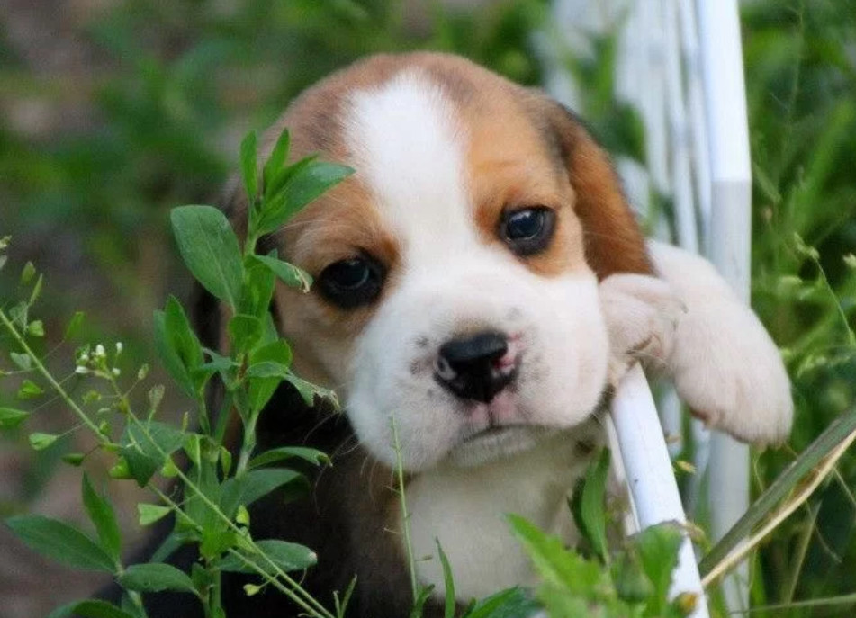 Beagle Boy and Girl for Sale in Lawrence, Kansas (KS)