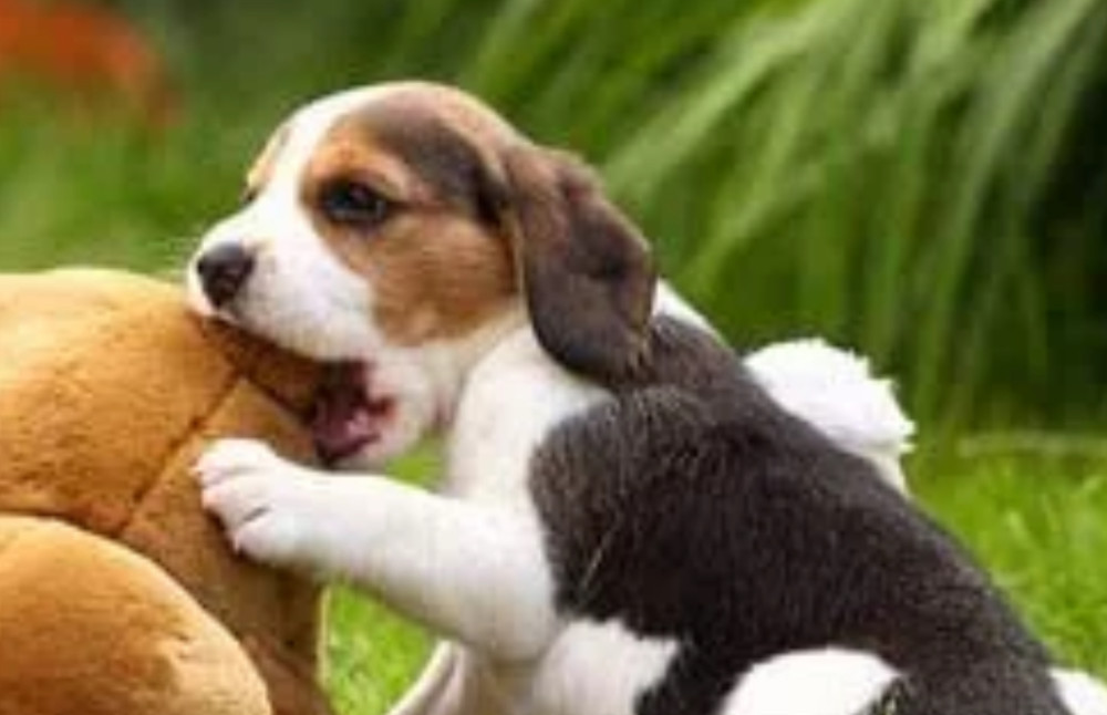 Beagle Boy and Girl for Sale in Lawrence, Kansas (KS)