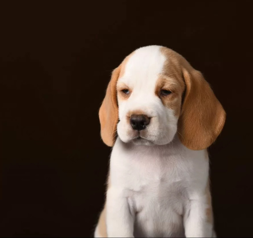 Beagle Boy Looking for a Home in Philadelphia, Pennsylvania (PA)