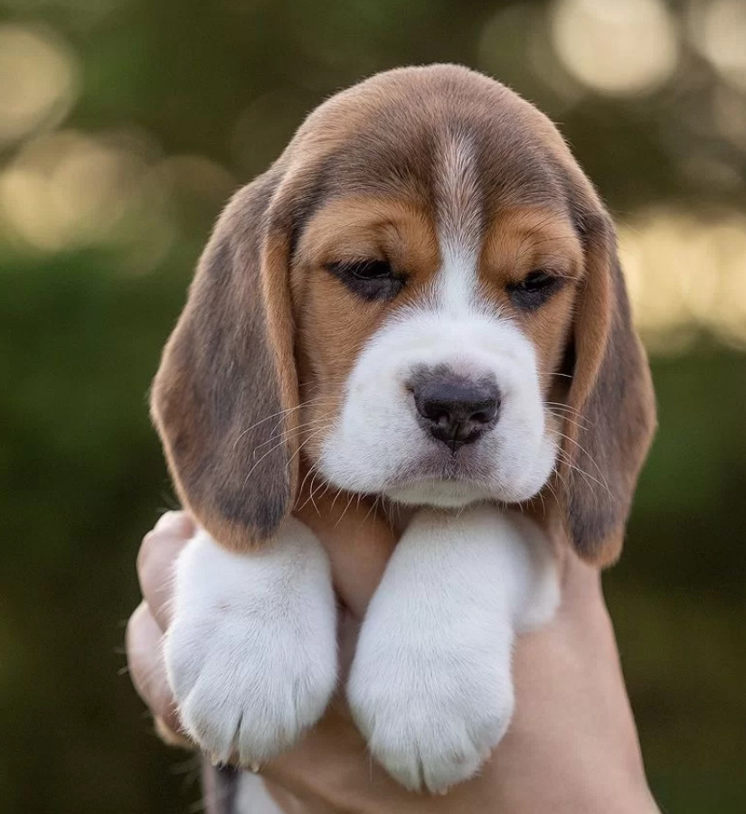 Beagle Boy Looking for a Home in Philadelphia, Pennsylvania (PA)