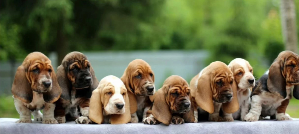 Basset Hound Puppies for Sale in Texas (TX)