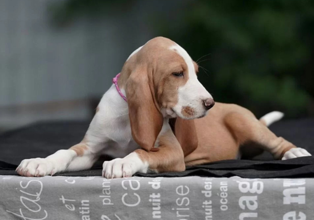 12-Week-Old Basset Hound Puppy Looking for a Home in Austin, Texas (TX)
