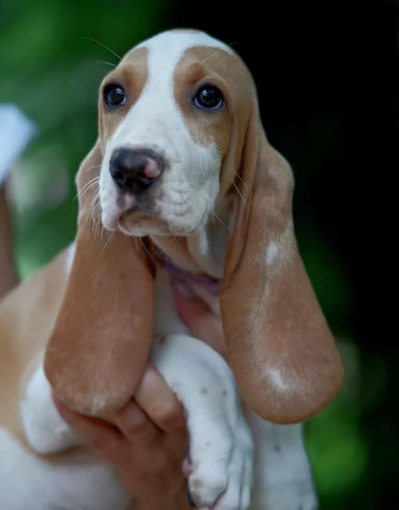 12-Week-Old Basset Hound Puppy Looking for a Home in Austin, Texas (TX)