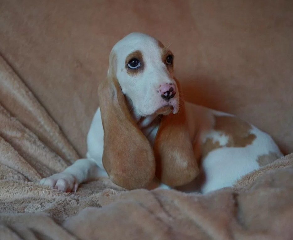12-Week-Old Basset Hound Puppy Looking for a Home in Austin, Texas (TX)