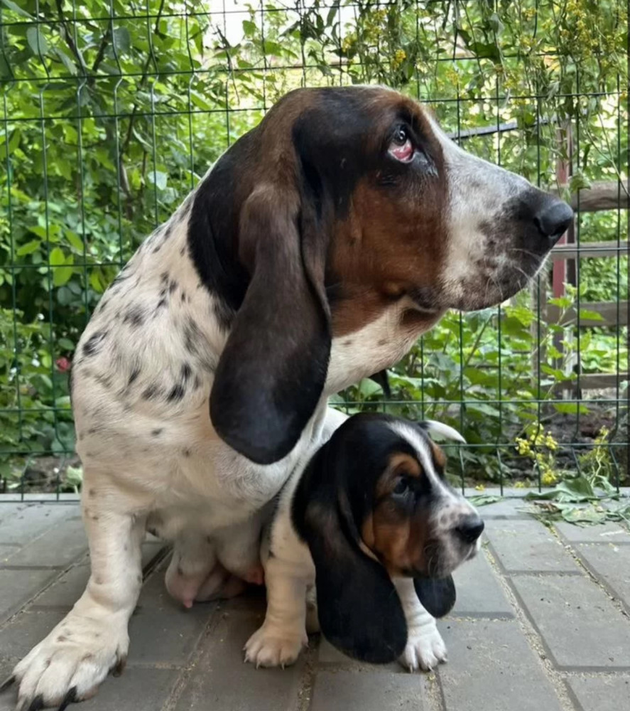 Basset Hound Puppies for Sale in the Bronx, New York (NY)