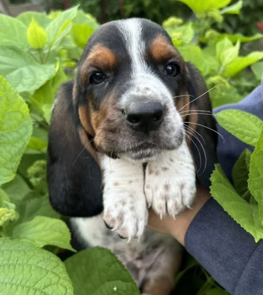 Basset Hound Puppies for Sale in the Bronx, New York (NY)